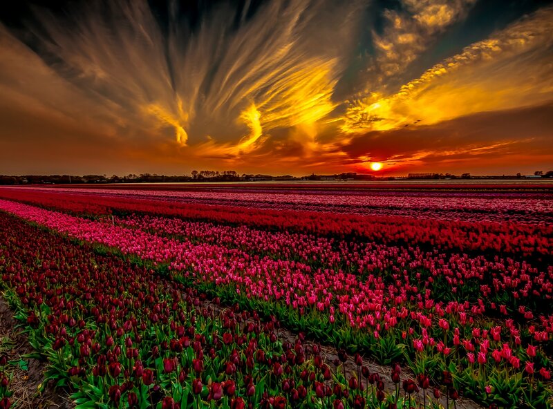 Tulip Fields at Sunset — Red, Dramatic, Photograph, Clouds