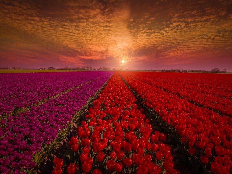 Tulip Fields at Sunset — Red, Dramatic, Photograph