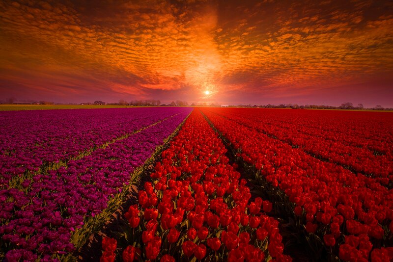 Tulip Fields at Sunset — Red, Dramatic