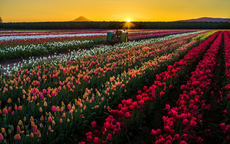 Tulip Fields at Sunset — Red, Serene, Photograph