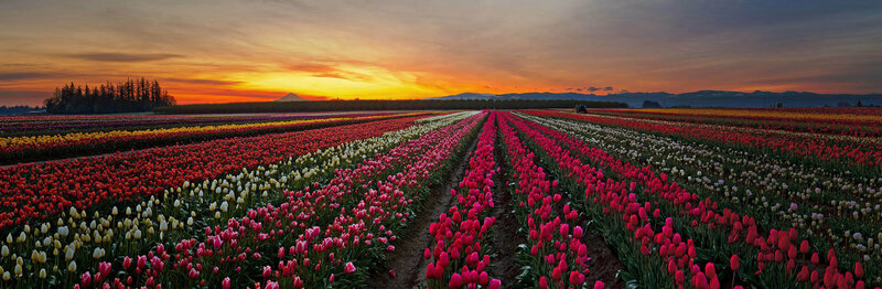 Tulip Fields at Sunset — Red, Serene