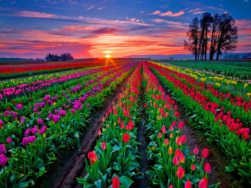 Tulip Fields at Sunset — Red