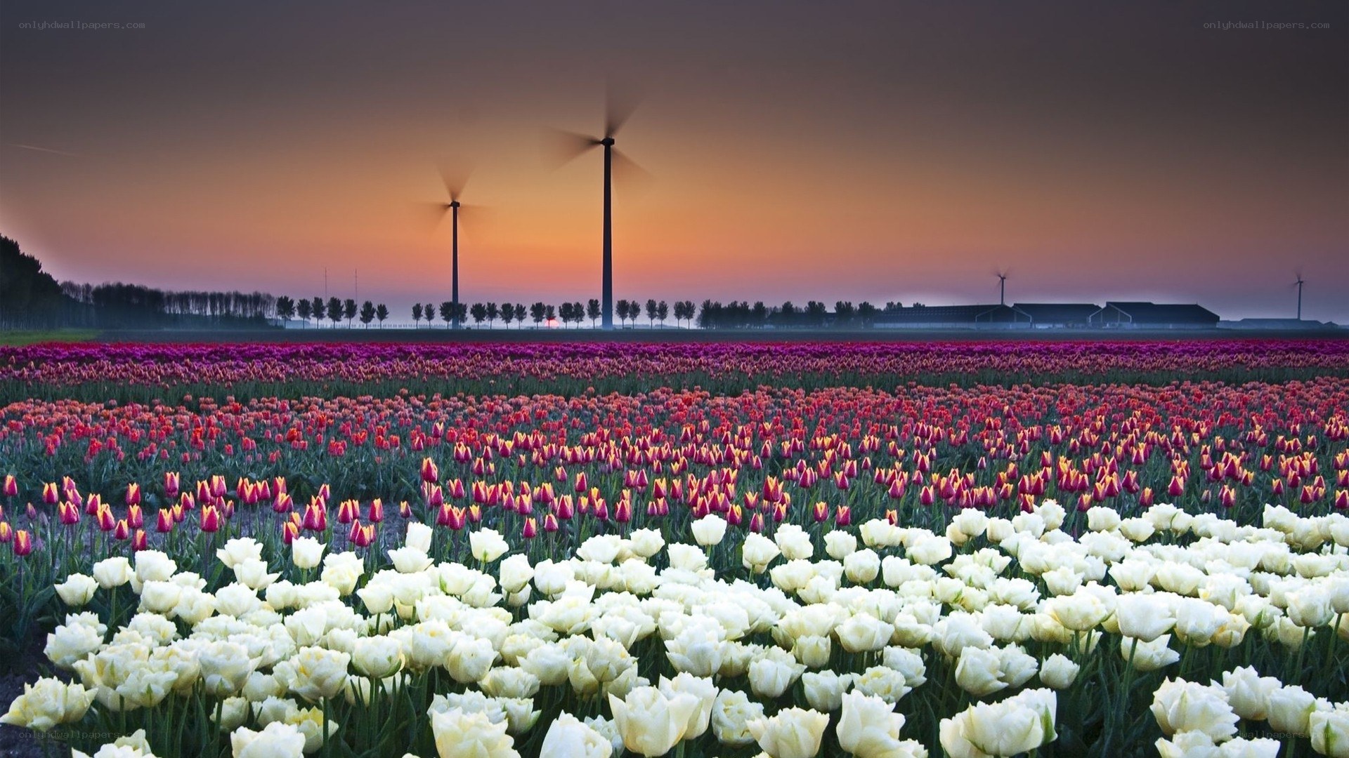 Tulip fields at sunset with wind turbines