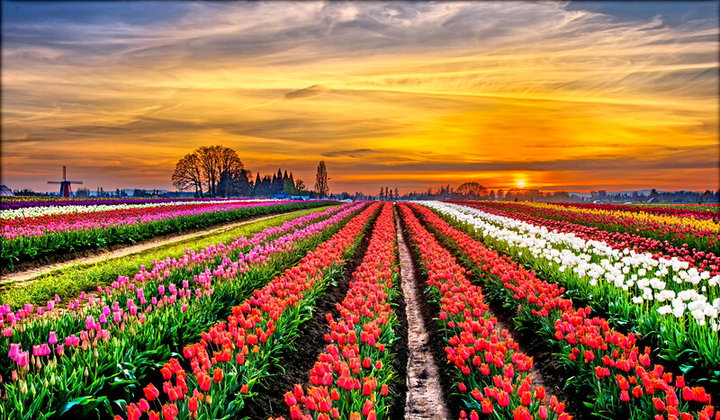Tulip Fields at Sunset — Yellow, Dramatic