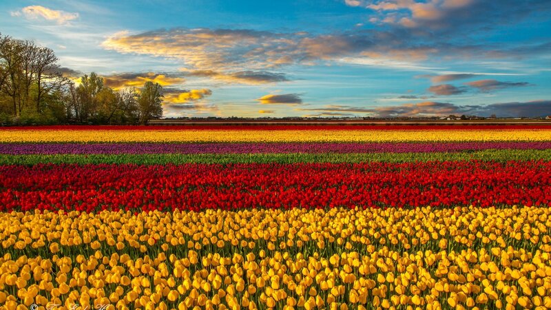 Tulip Fields at Sunset — Yellow, Serene, Photograph, Sky