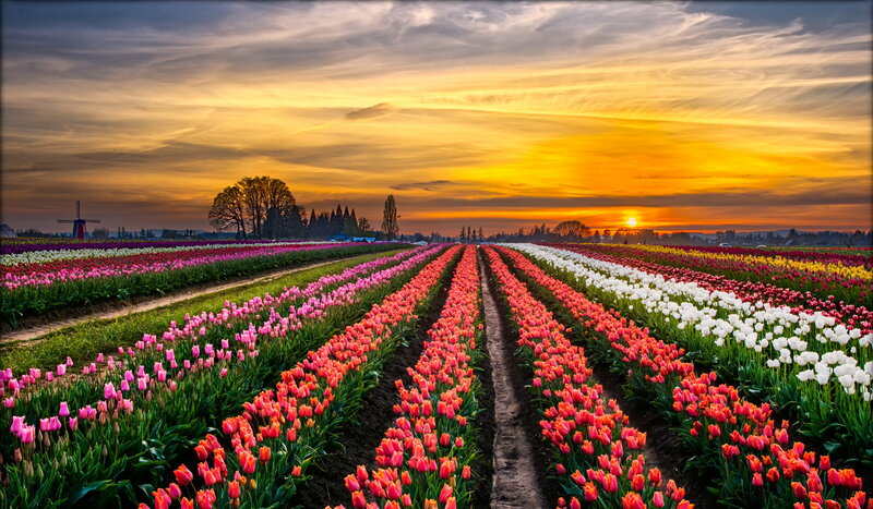 Tulip Fields at Sunset — Yellow, Serene, Photograph