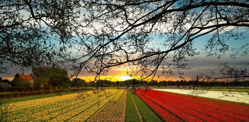 Tulip Fields at Sunset — Yellow, Serene