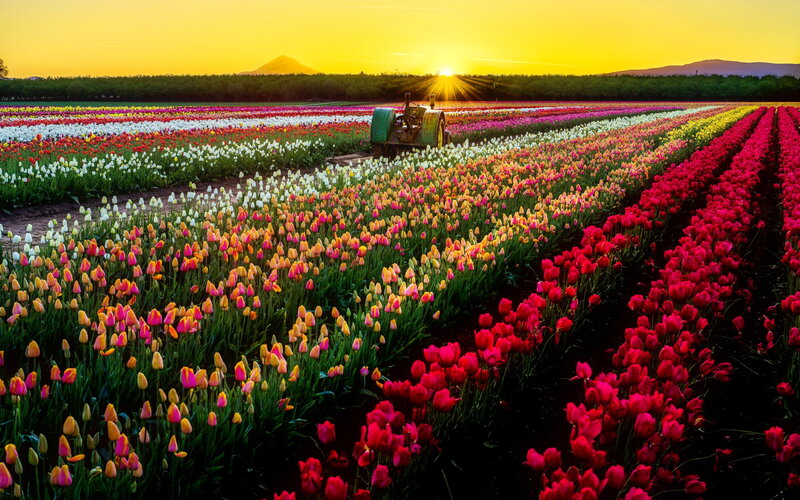 Tulip Fields at Sunset — Yellow