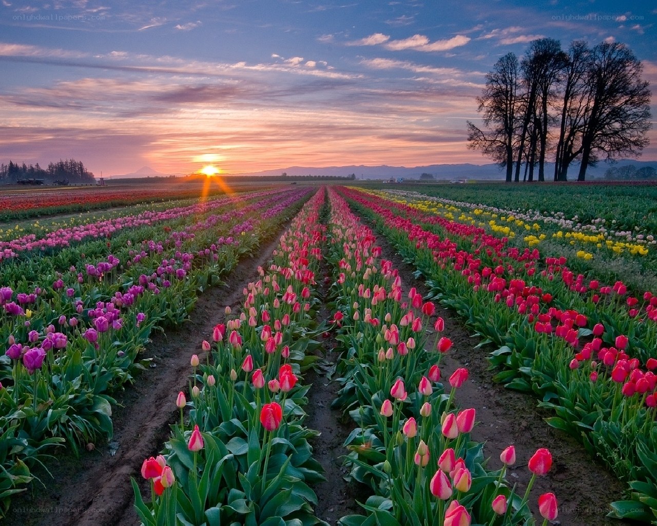 Tulip fields at sunset