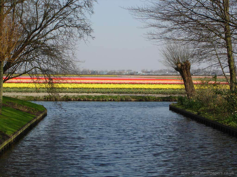 Tulip Fields by Canal