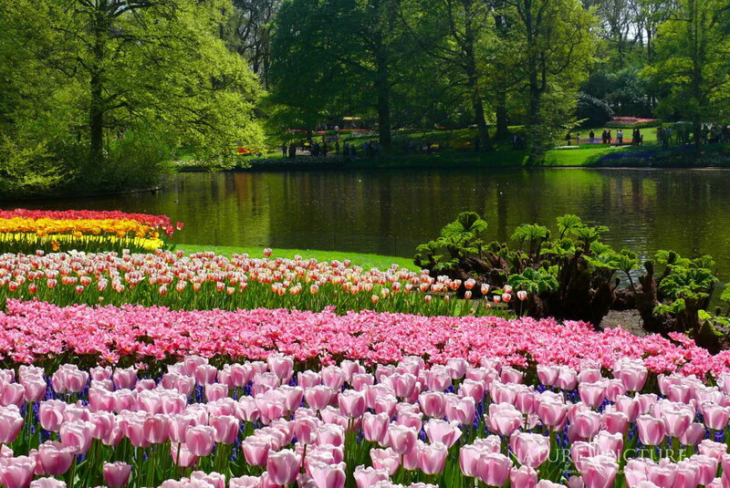 Tulip Fields by Lake — Pink