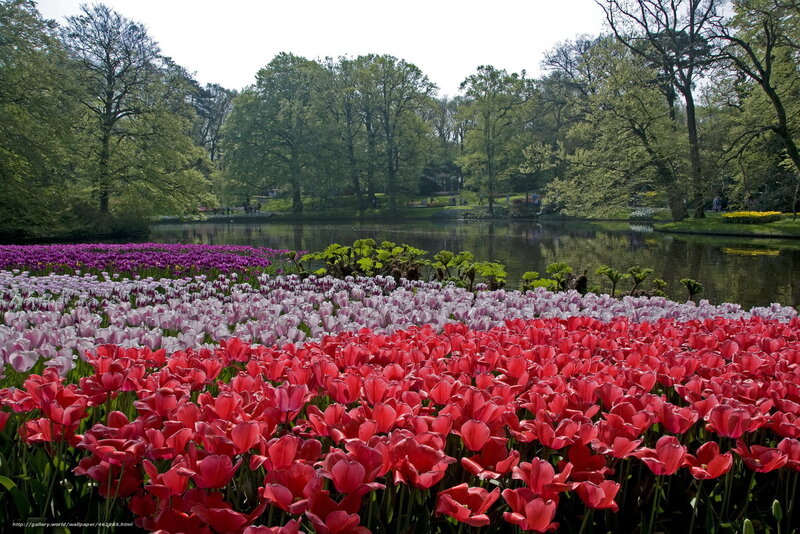 Tulip Fields by Lake — Red, Serene, Spring