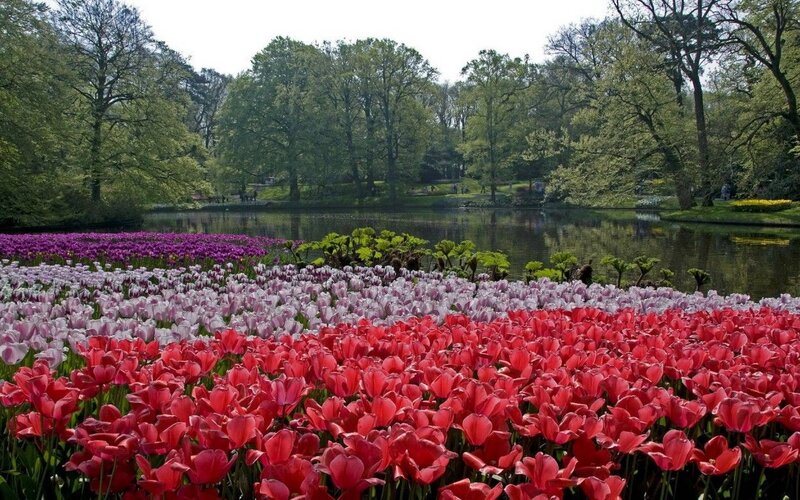 Tulip Fields by Lake — Red, Serene