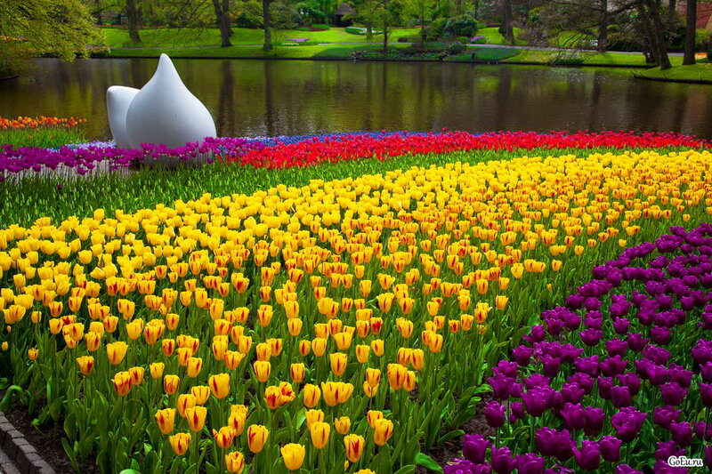 Tulip Fields by Lake