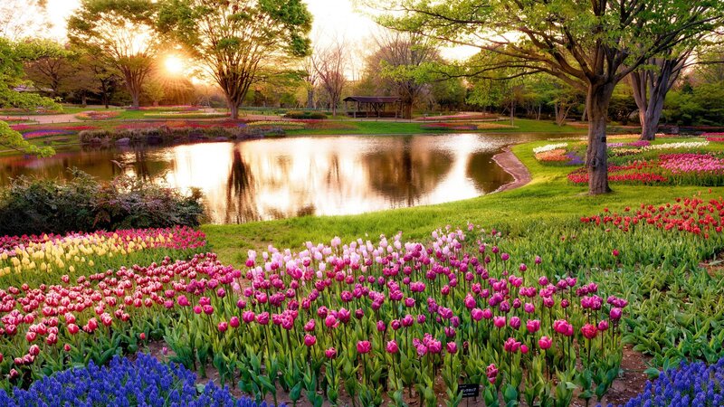 Tulip Fields by Pond — Pink