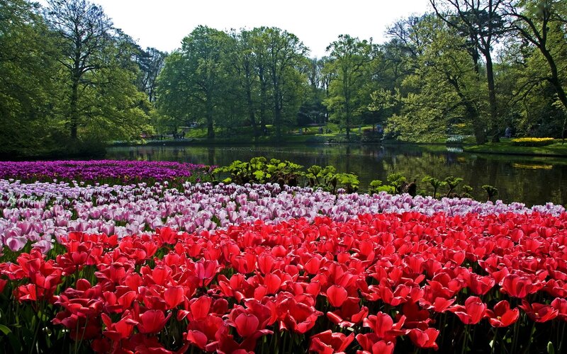 Tulip Fields by Pond