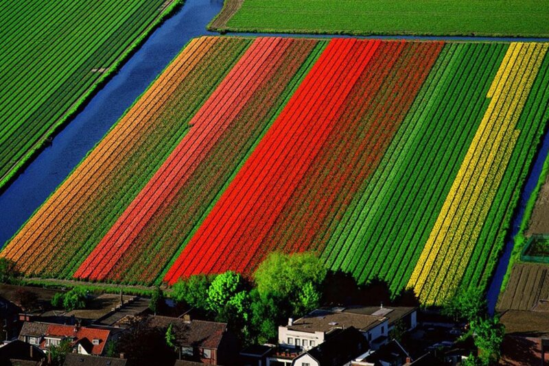 Tulip Fields from Above — Red, Colorful, Afternoon
