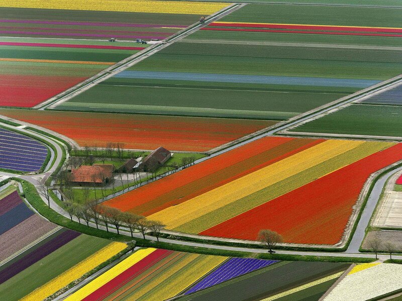 Tulip Fields from Above — Red, Colorful, Spring
