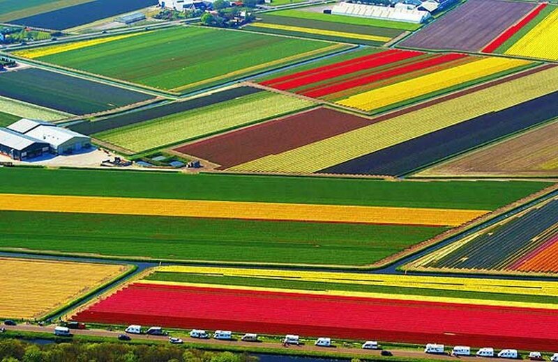 Tulip Fields from Above — Red, Colorful