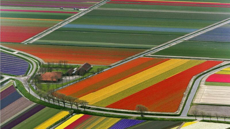 Tulip Fields from Above — Red, Serene, Spring, Photograph, Farmhouse, Canals