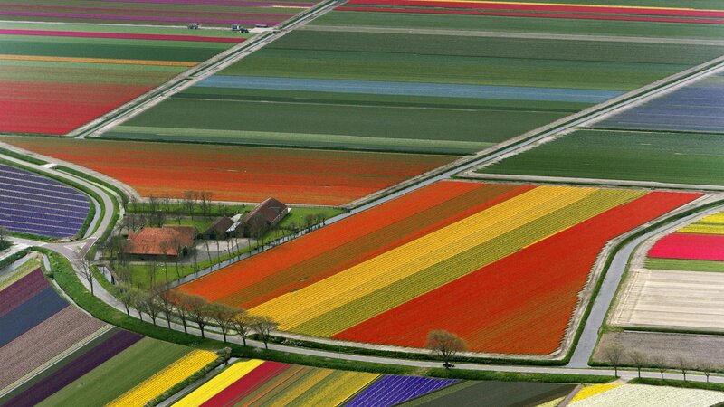 Tulip Fields from Above — Red, Serene, Spring, Photograph, Farmhouse