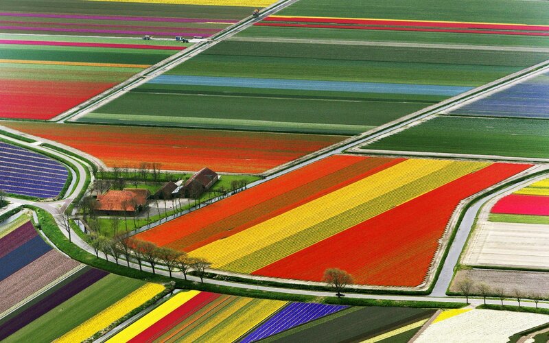 Tulip Fields from Above — Red, Serene, Spring, Photograph