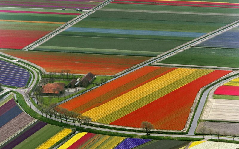 Tulip Fields from Above — Red, Serene