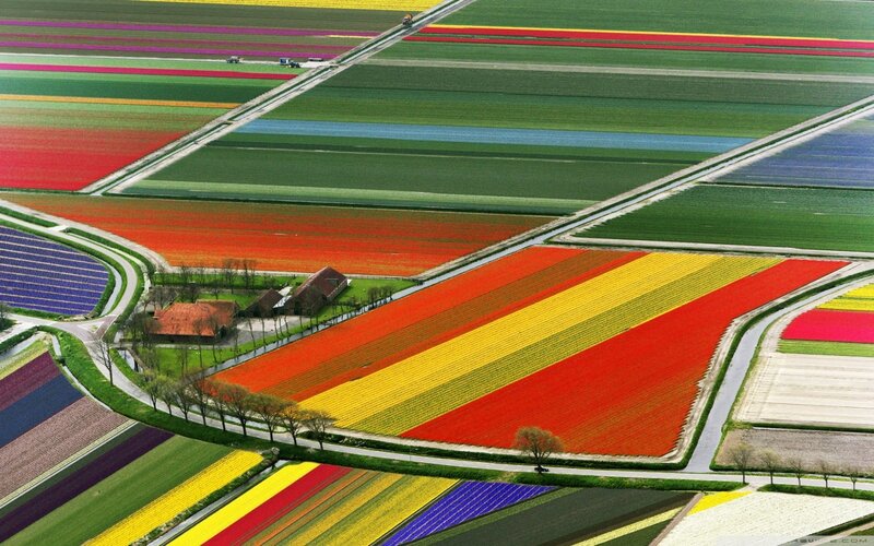 Tulip Fields from Above — Red