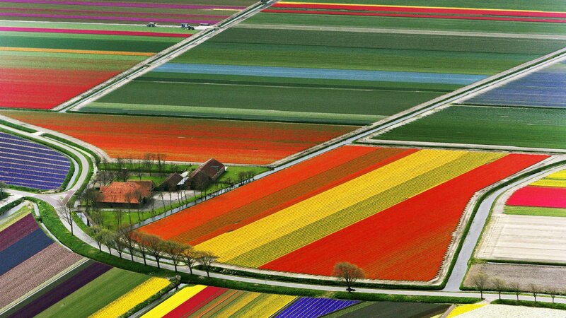 Tulip Fields from Above