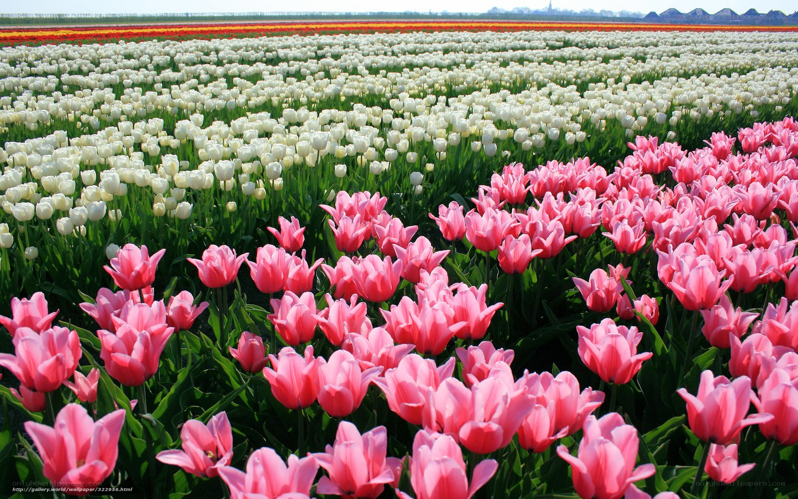 Tulip fields in bloom