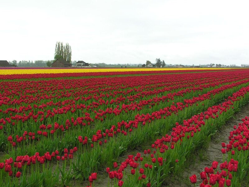 Tulip fields in bloom