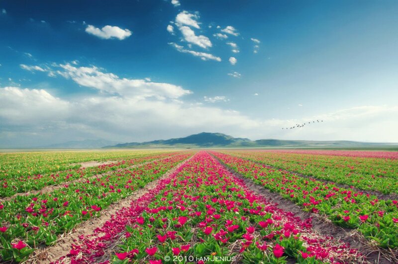 Tulip Fields in Bloom — Blue, Serene, Afternoon
