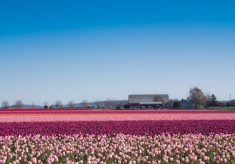 Tulip Fields in Bloom — Blue, Serene