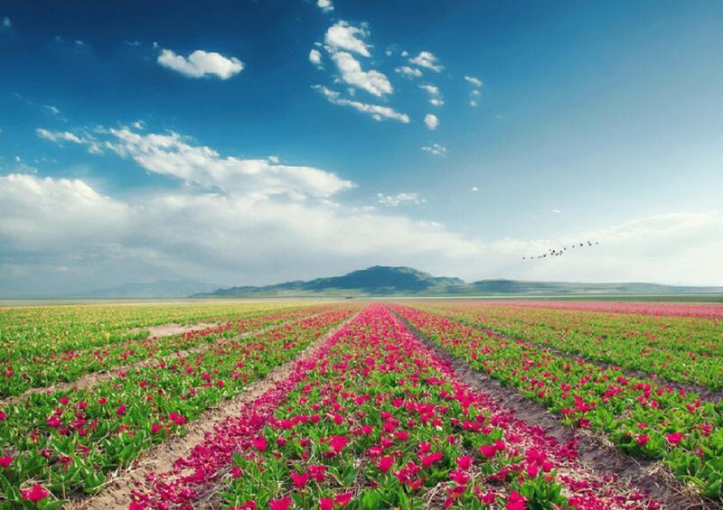 Tulip Fields in Bloom — Blue