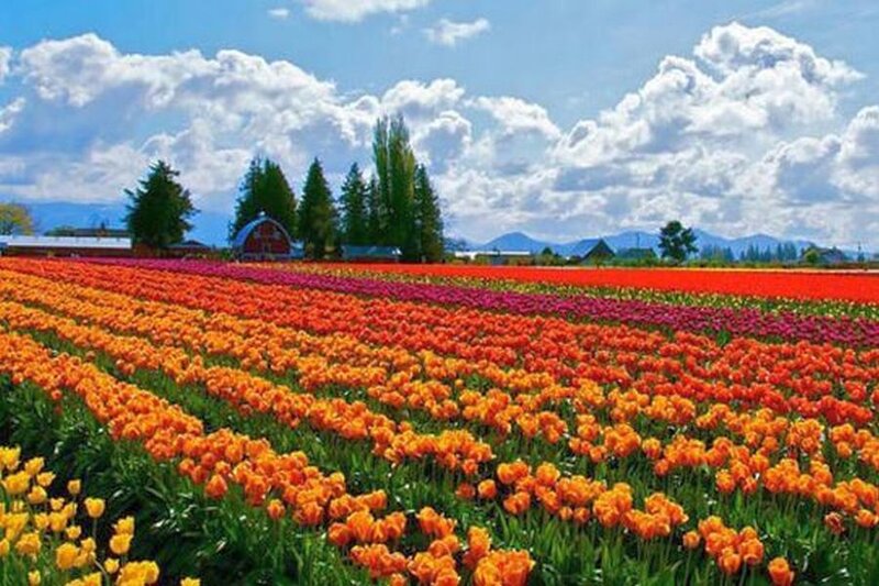 Tulip Fields in Bloom — Orange