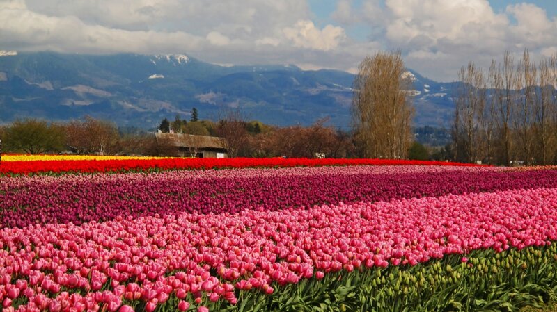 Tulip Fields in Bloom — Pink, Serene, Spring
