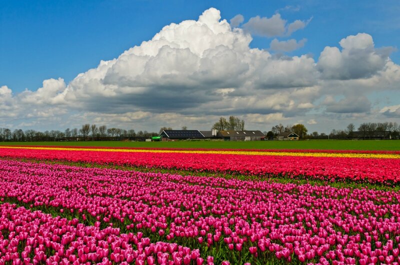Tulip Fields in Bloom — Pink, Serene