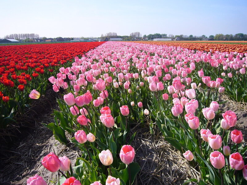 Tulip Fields in Bloom — Pink