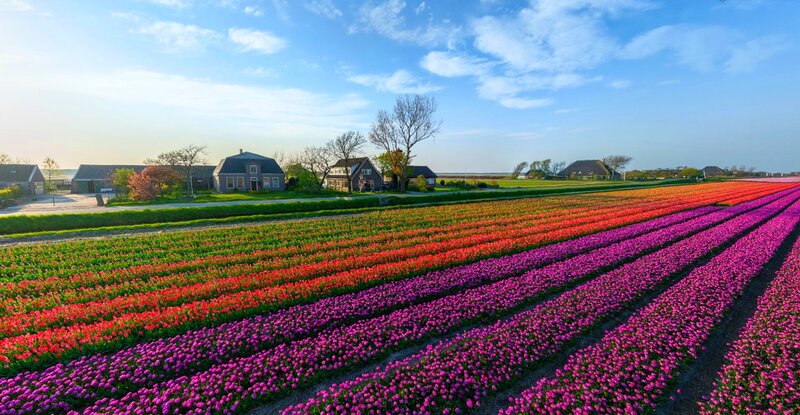 Tulip Fields in Bloom — Purple, Serene