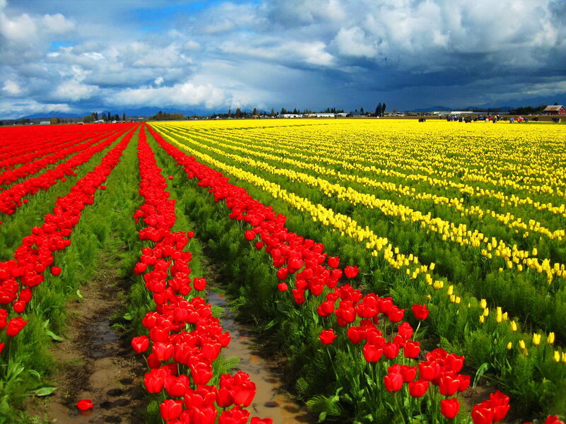 Tulip Fields in Bloom — Red, Dramatic