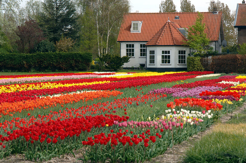 Tulip Fields in Bloom — Red