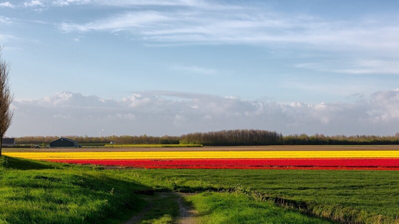 Tulip Fields in Bloom — Yellow