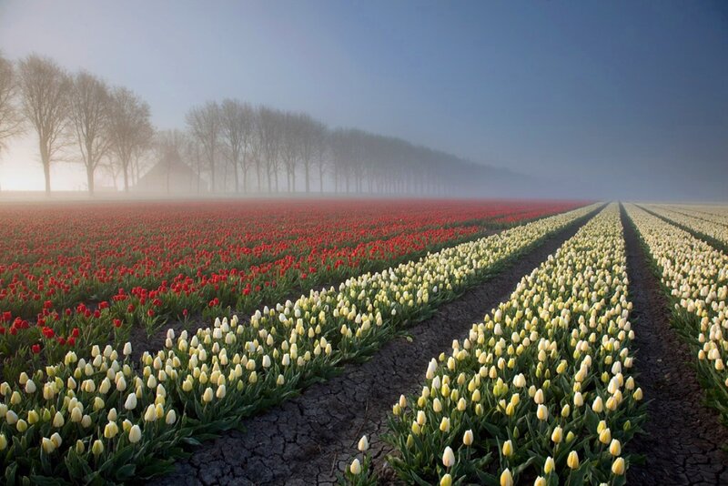 Tulip Fields in Fog