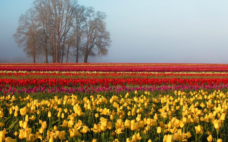 Tulip Fields in Fog — Yellow