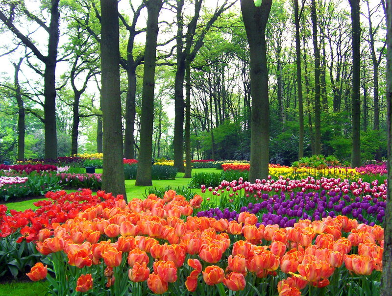 Tulip Fields in Forest