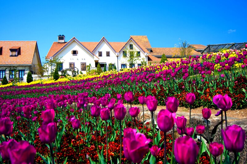 Tulip Fields in Front of Houses