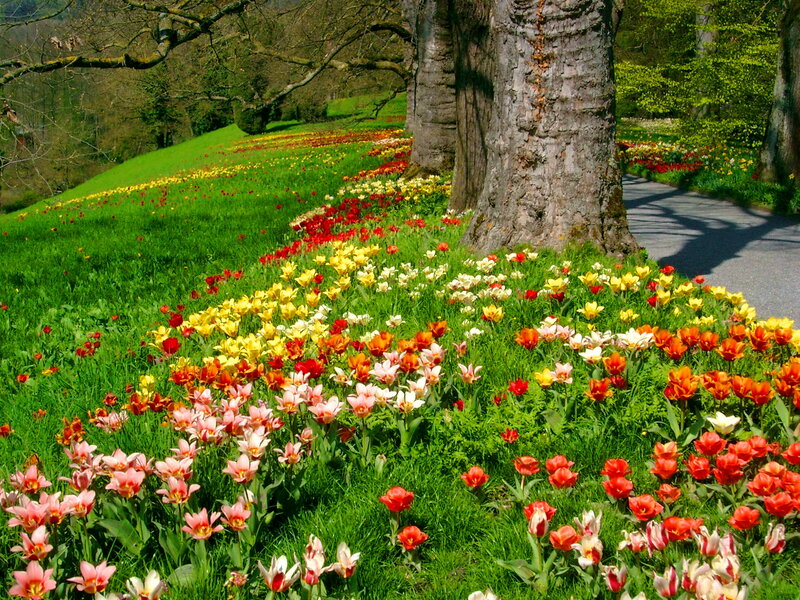 Tulip Fields in Garden — Green
