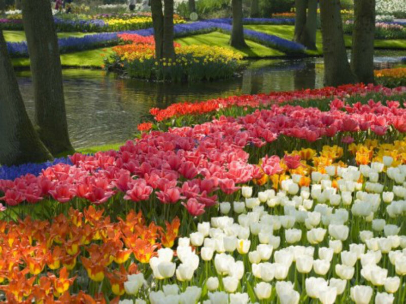Tulip Fields in Garden — Pink