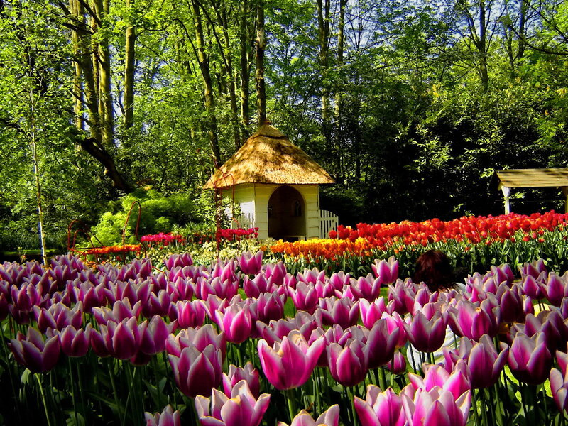 Tulip Fields in Garden — Purple
