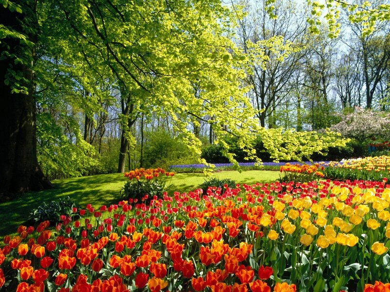 Tulip Fields in Garden — Red, Serene